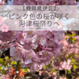 ピンク色の桜の花が美しい静岡県伊豆の河津桜祭り