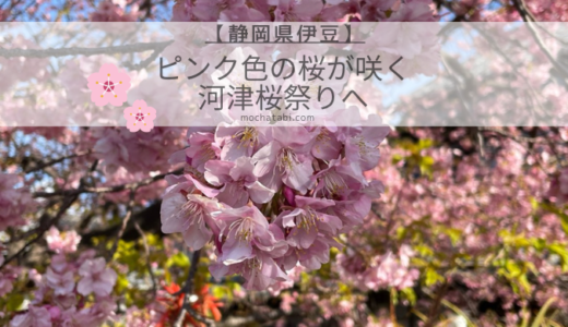 ピンク色の桜の花が美しい静岡県伊豆の河津桜祭り
