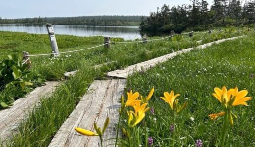 【日本百名山】ニッコウキスゲの咲く湿原が美しい八幡平登山/ハイキング【岩手県】