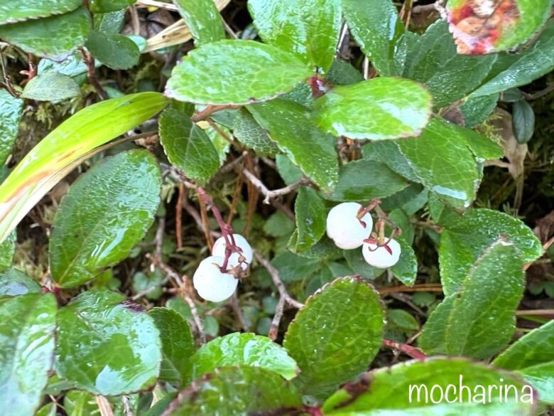 西穂高登山道で見つけた白いシラタマノキの花。