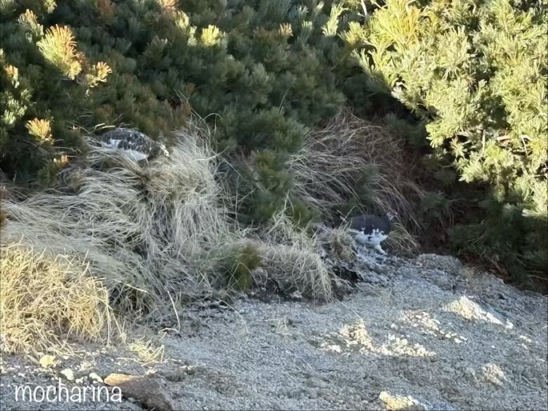 雷鳥のつがいの写真。燕山荘近辺の茂みを歩く雷鳥の様子。