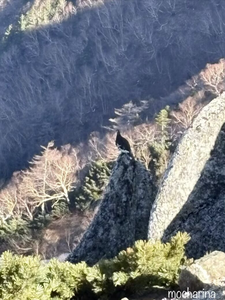 岩の上に乗った雷鳥の写真。